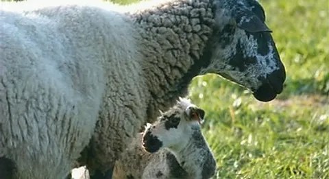 Bientôt de l&rsquo;écopâturage au collège&nbsp;?