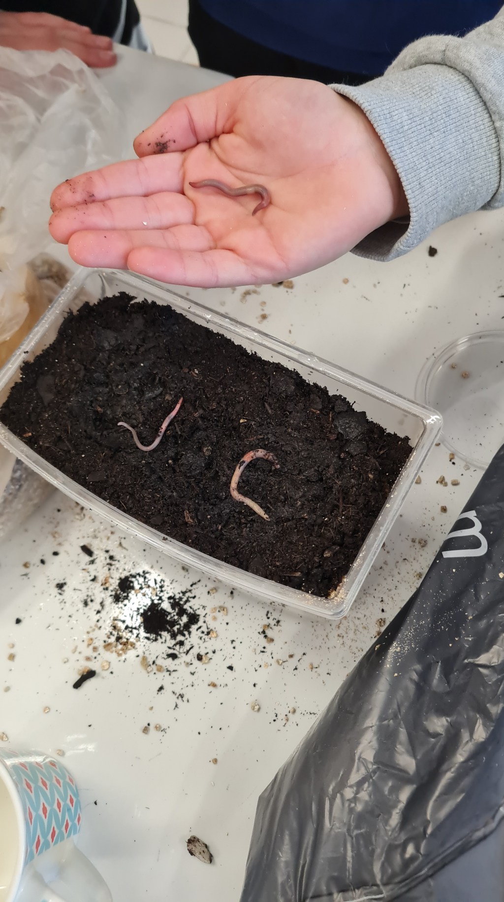 A la découverte des vers de&nbsp;terre