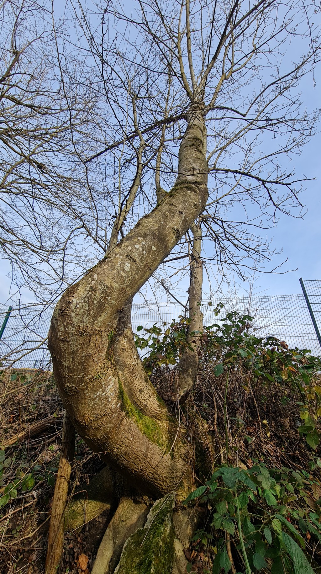 A la découverte de notre biodiversité locale avec nos partenaires ARPN et&nbsp;UnisCité