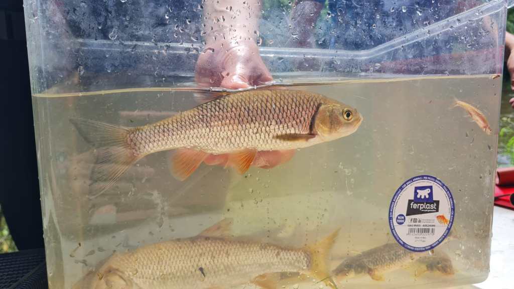 Que de poissons&nbsp;!