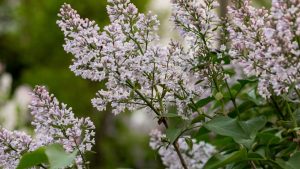 Lilas du Japon