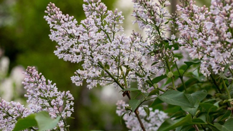 Lilas du Japon