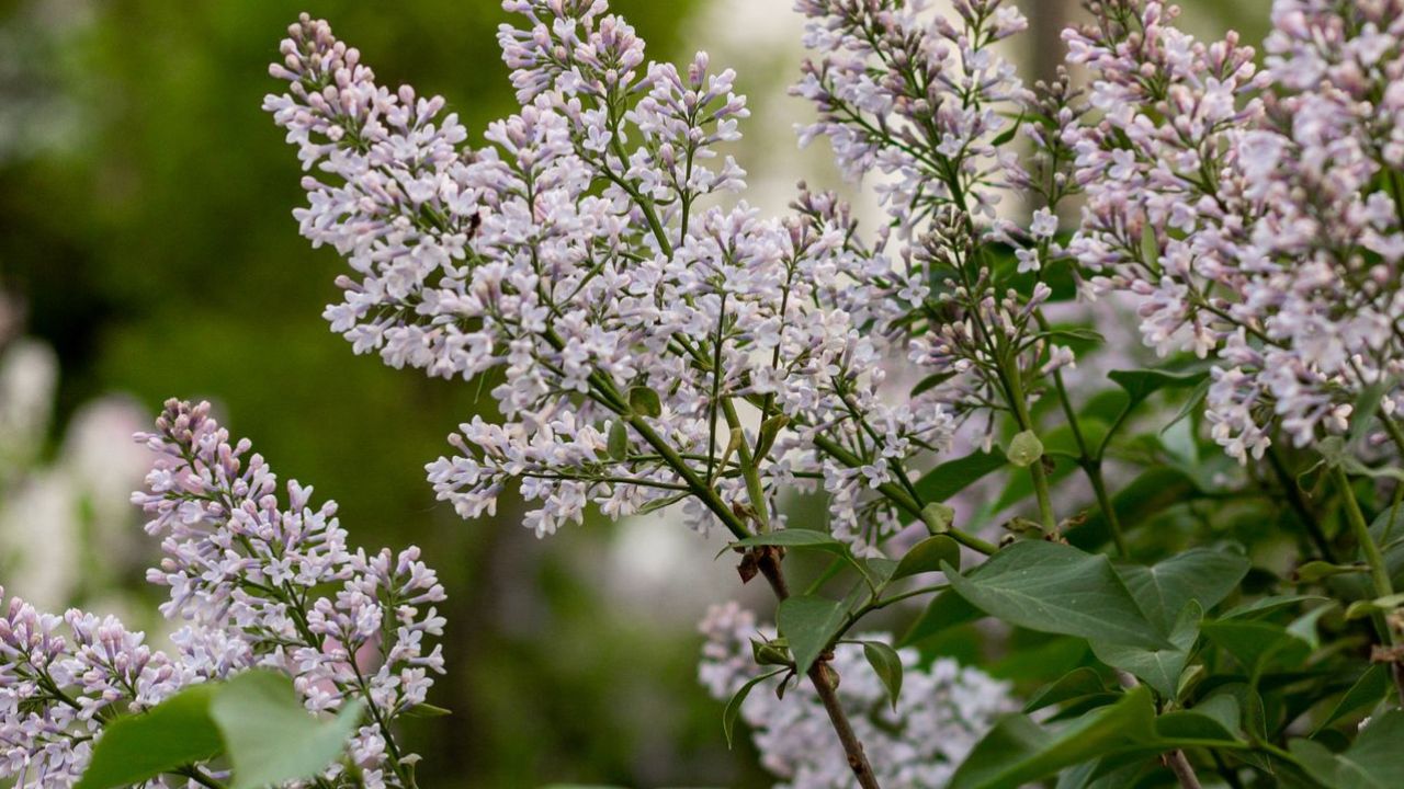 Lilas du Japon