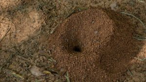Trou dans le jardin