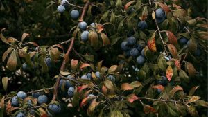 Prune sauvage