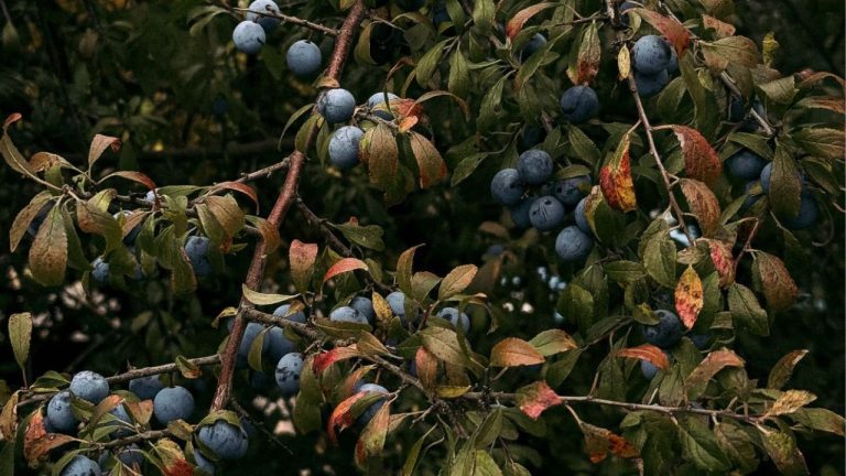 Prune sauvage
