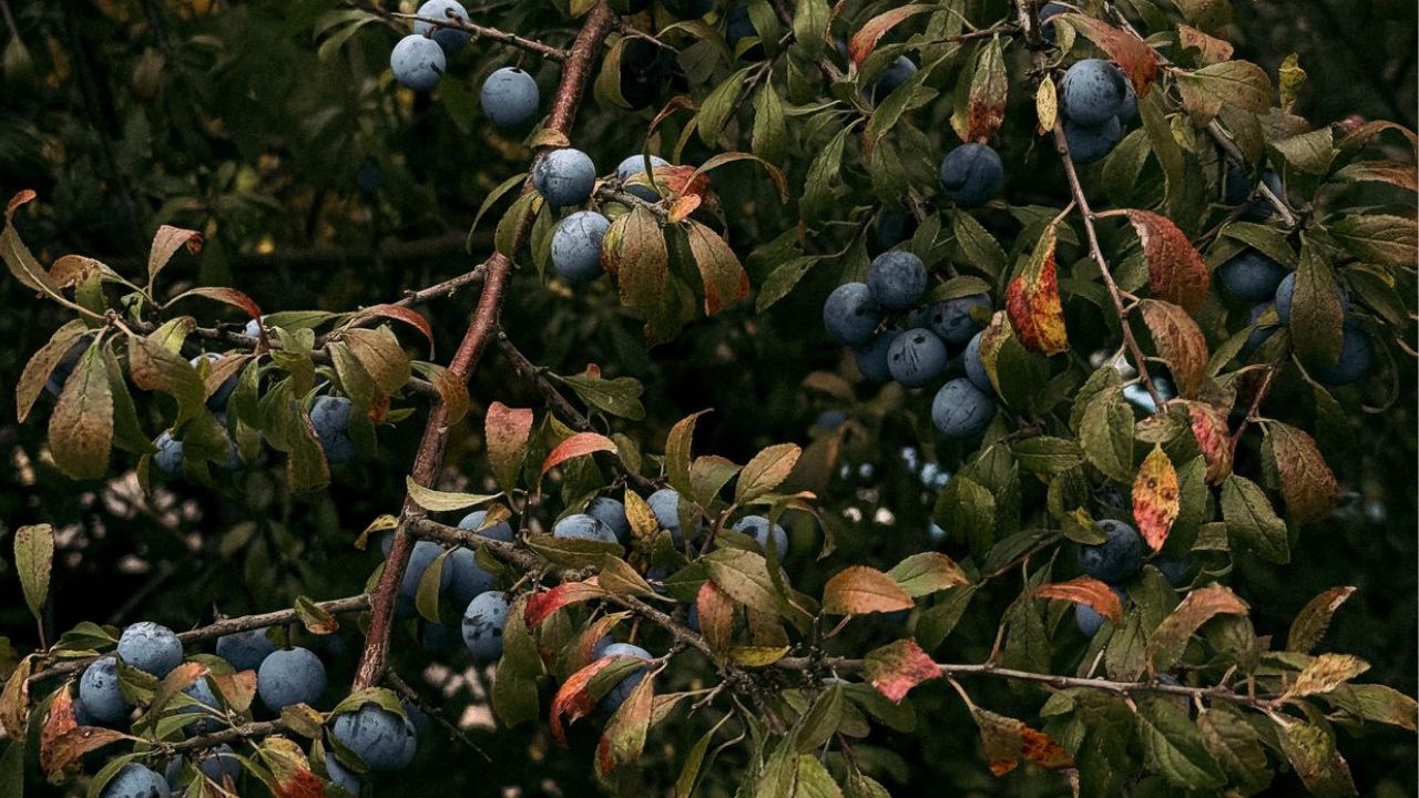 Prune sauvage