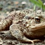 Répulsif à crapaud