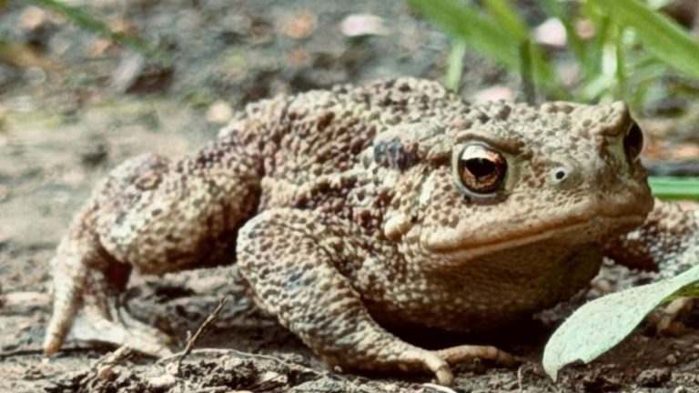 Répulsif à crapaud
