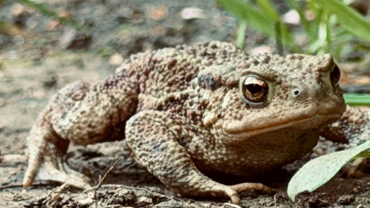 Répulsif à crapaud
