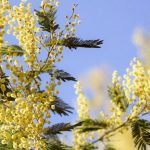 Planter un mimosa près d’une maison