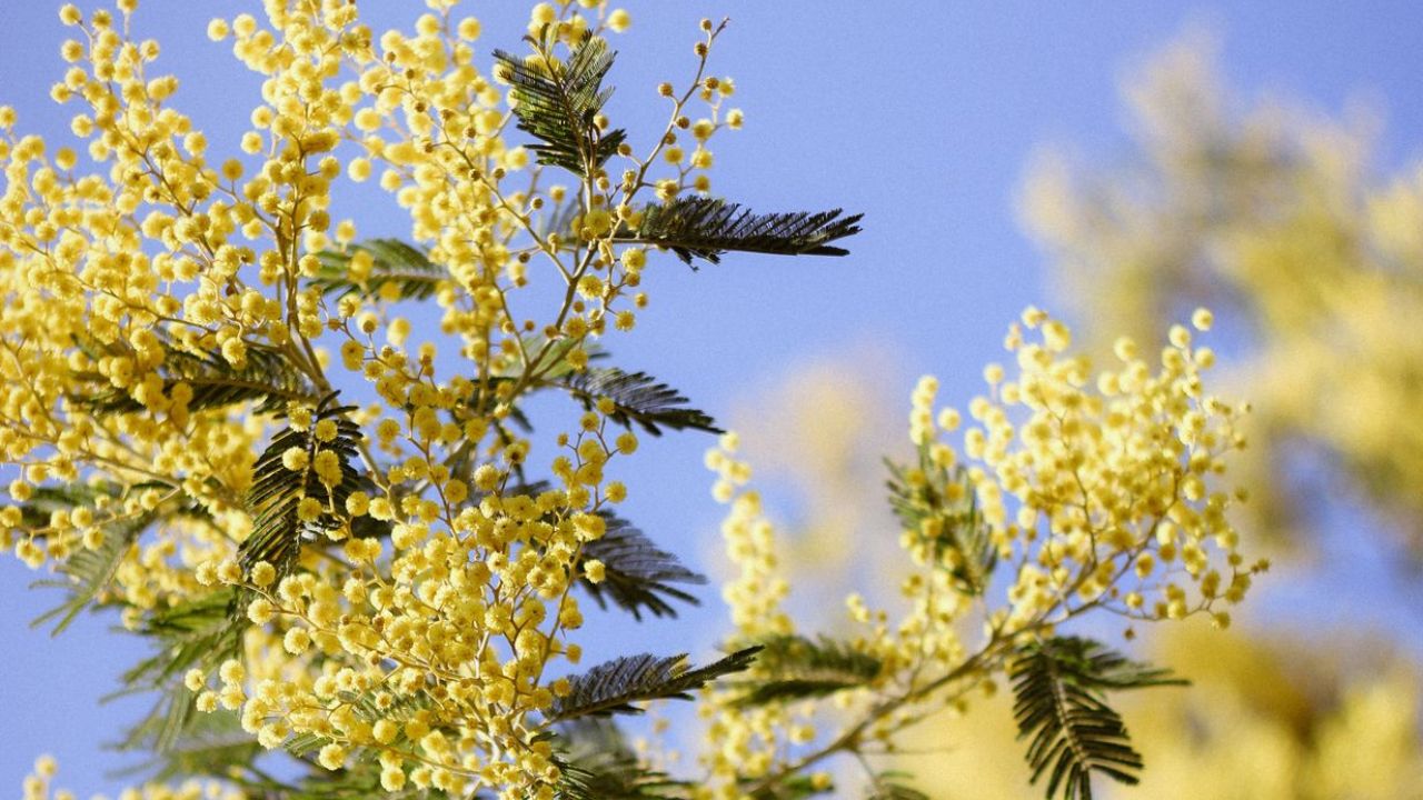 Planter un mimosa près d’une maison