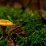 Champignon orange sur bois mort
