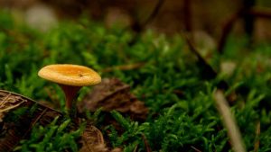Champignon orange sur bois mort