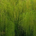 Tailler un saule crevette
