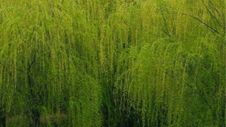 Tailler un saule crevette