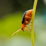 Puces de jardin