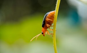 Puces de jardin
