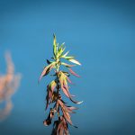 Saule crevette aux feuilles marron