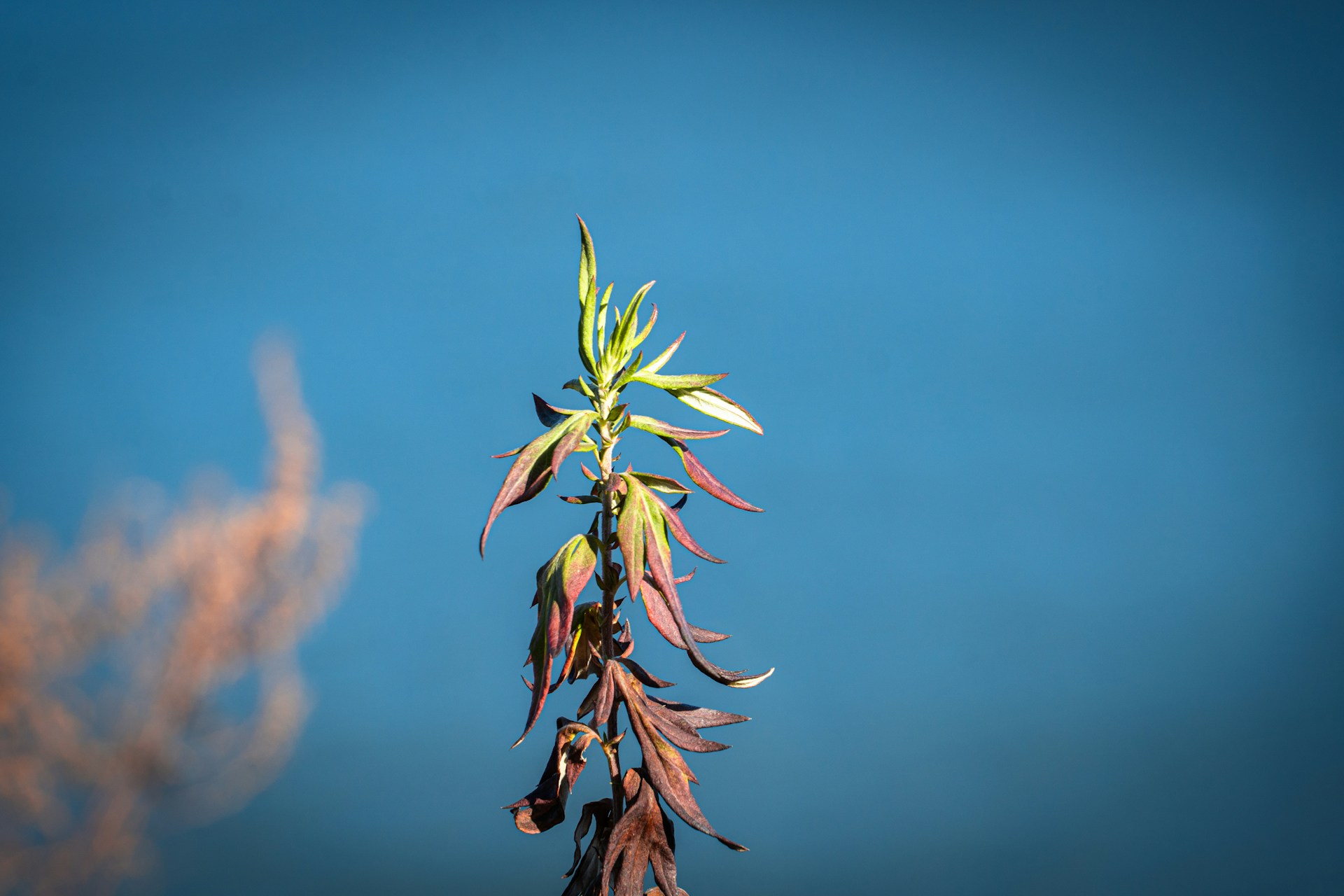 Saule crevette aux feuilles marron